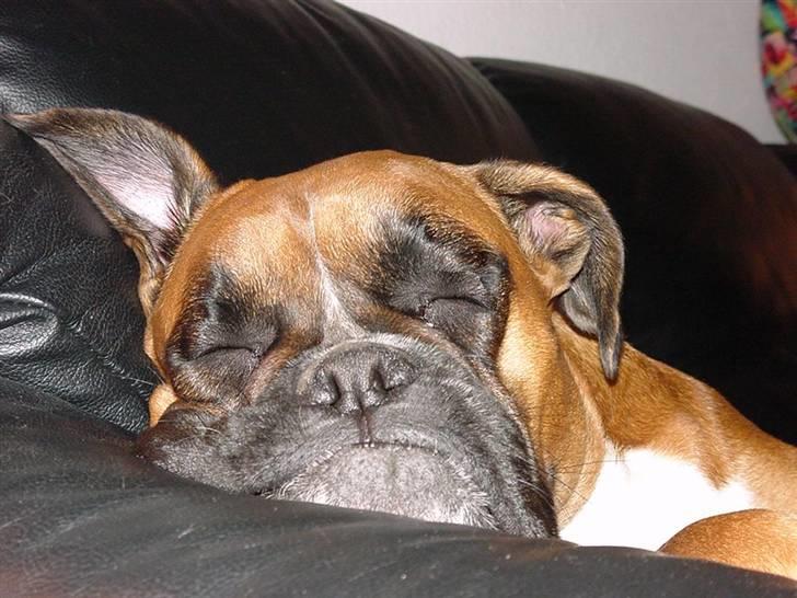 Boxer Roberta *Himmelprinsesse* billede 20