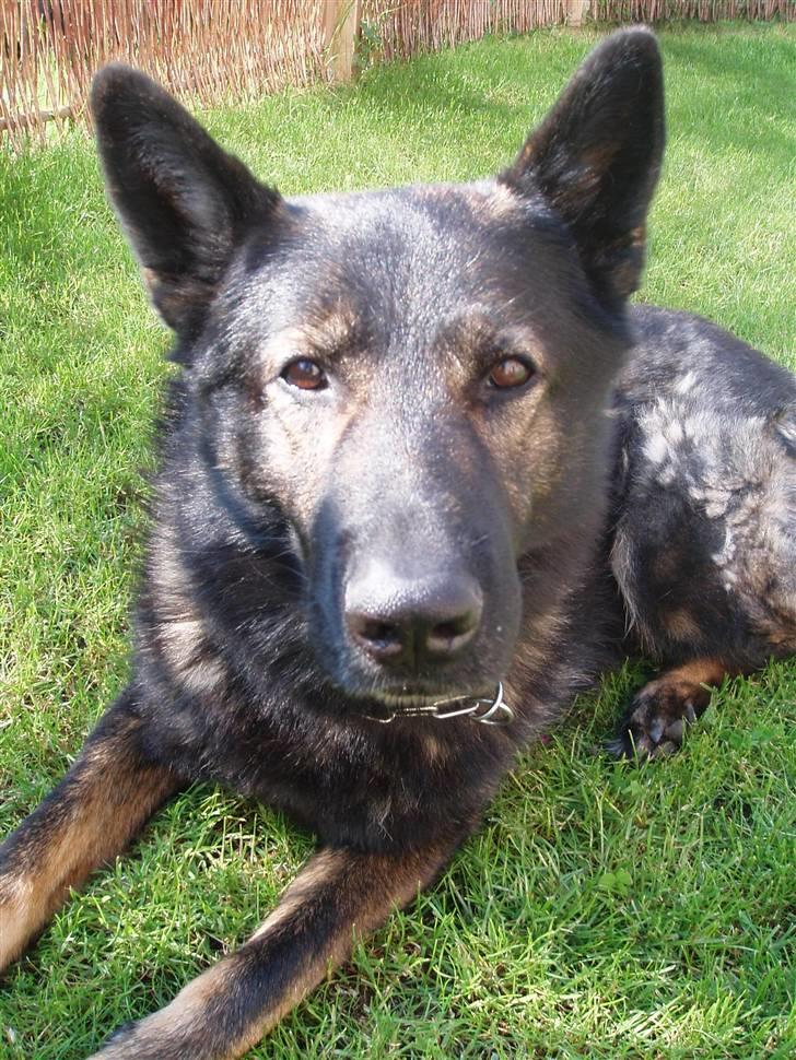 Schæferhund Sund hund Elliot (R.I.P.) billede 2