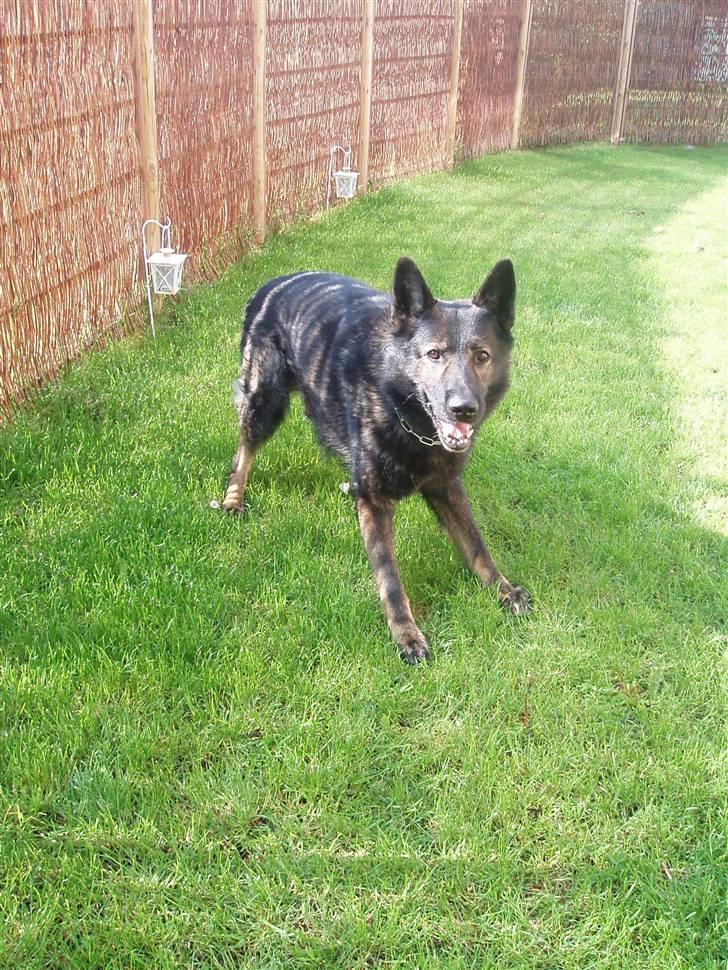 Schæferhund Sund hund Elliot (R.I.P.) billede 3