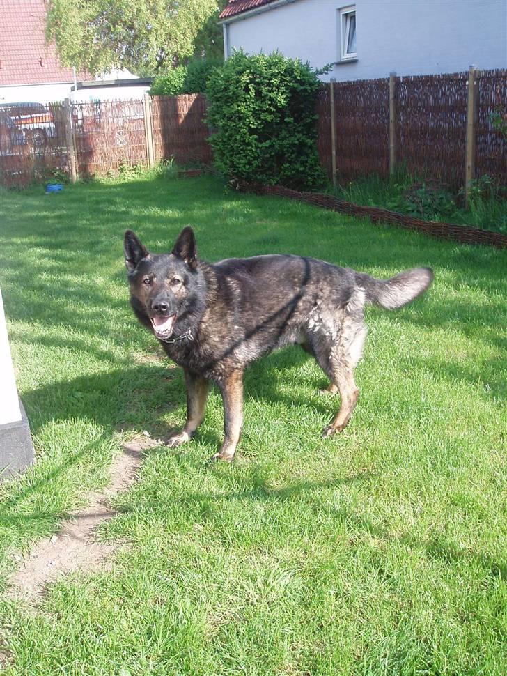 Schæferhund Sund hund Elliot (R.I.P.) billede 4