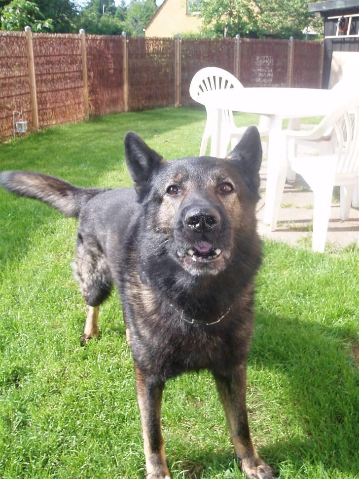 Schæferhund Sund hund Elliot (R.I.P.) billede 5