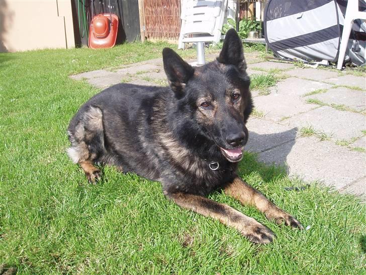 Schæferhund Sund hund Elliot (R.I.P.) billede 6