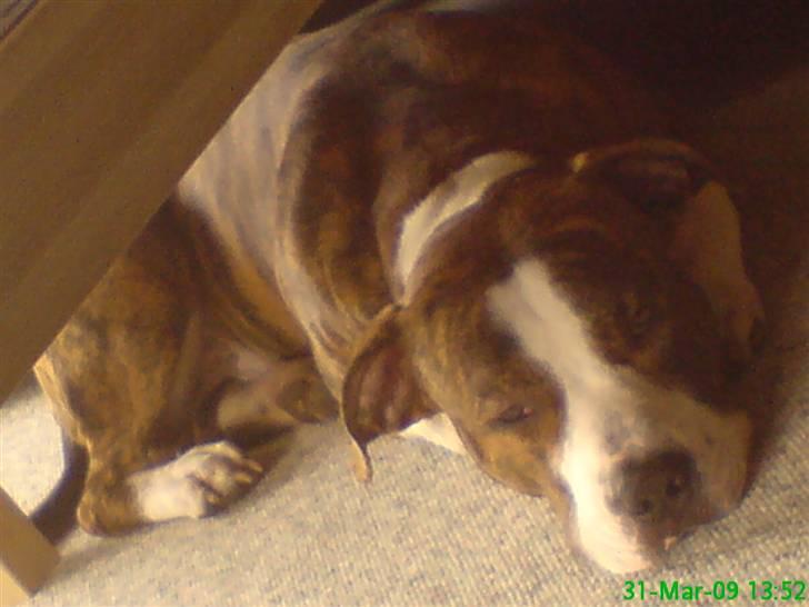 Blanding af racer Lou billede 1