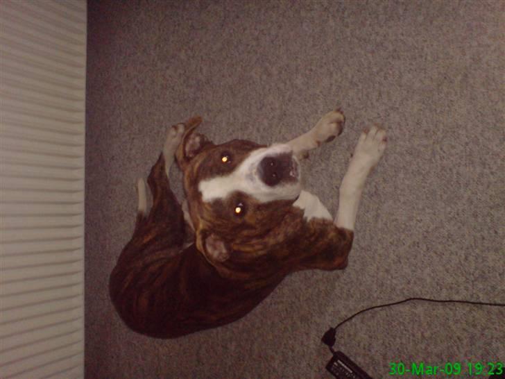 Blanding af racer Lou billede 2