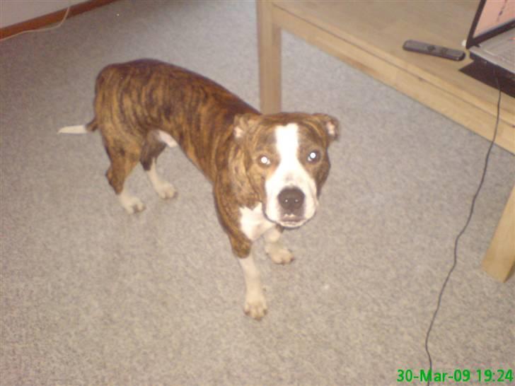 Blanding af racer Lou billede 3