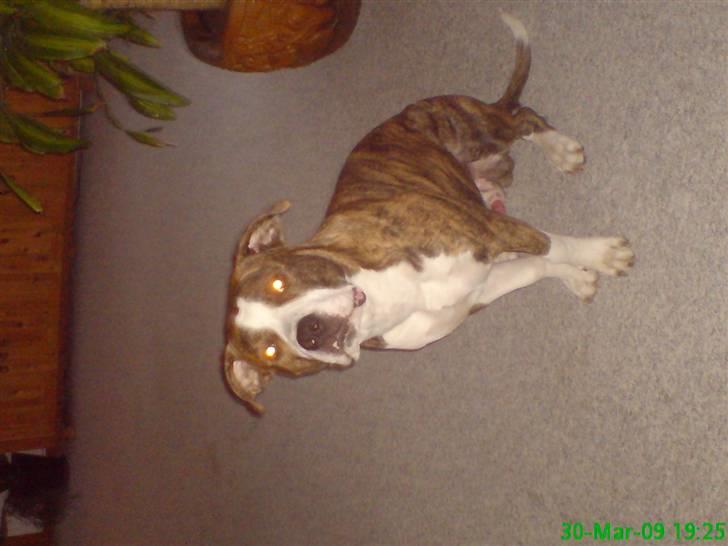 Blanding af racer Lou billede 4