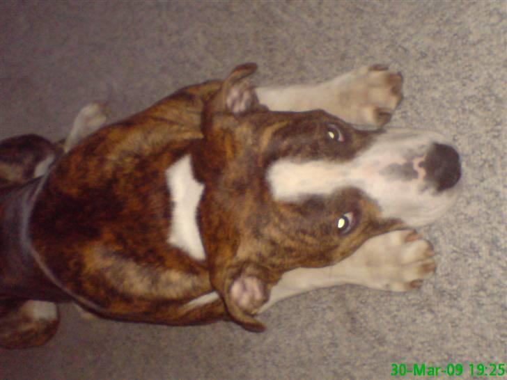 Blanding af racer Lou billede 5