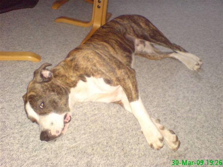 Blanding af racer Lou billede 6