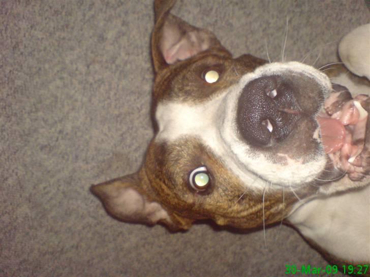 Blanding af racer Lou billede 7