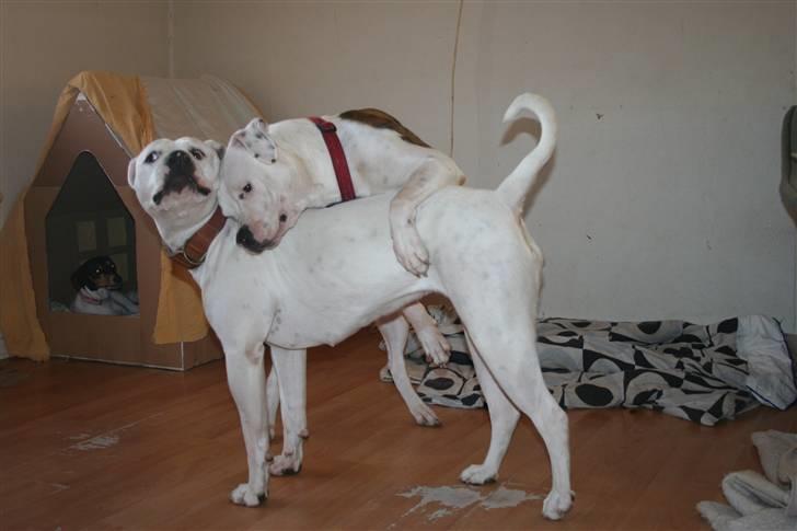 Amerikansk bulldog BAB´s Little queen R.I.P min tøs billede 13