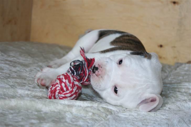 Amerikansk bulldog BAB´s Little queen R.I.P min tøs billede 14