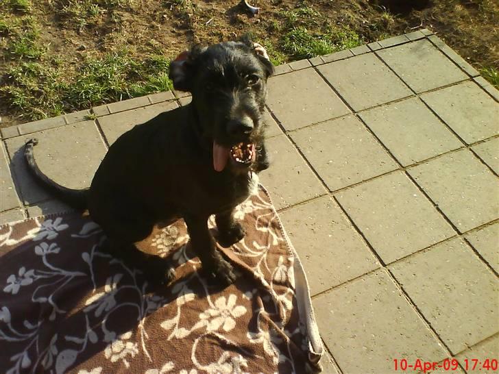 Blanding af racer Mikkel billede 2