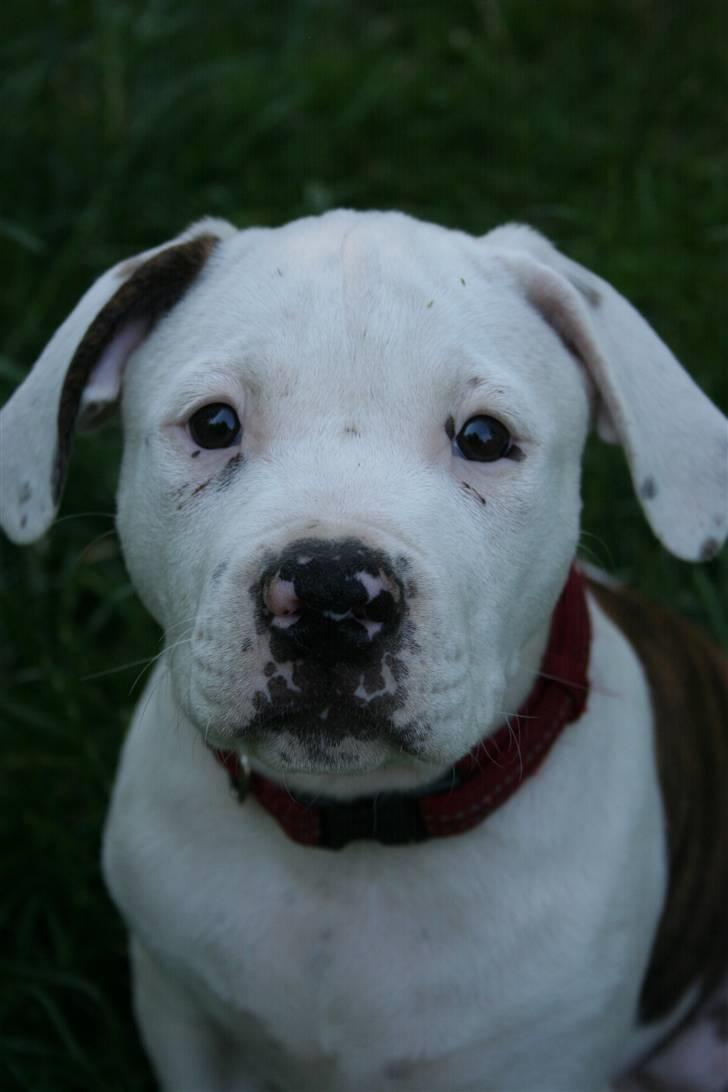 Amerikansk bulldog BAB´s Little queen R.I.P min tøs billede 15