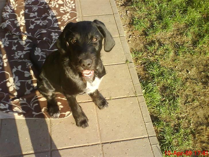 Blanding af racer Mikkel billede 3