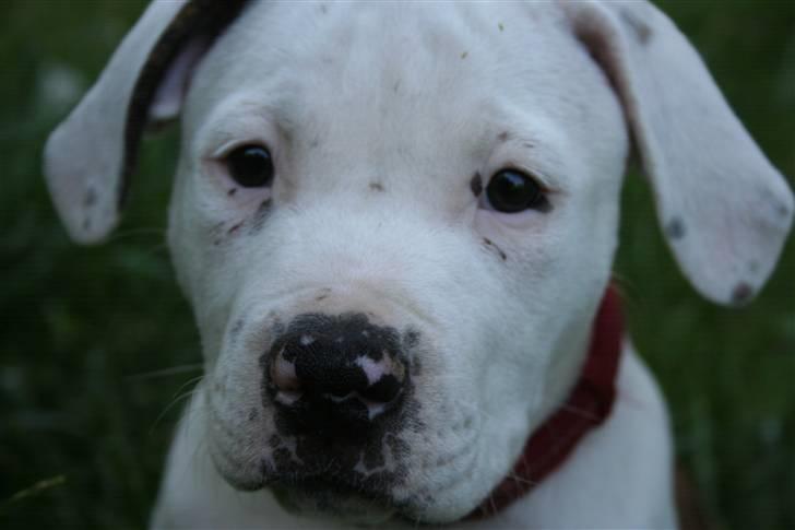 Amerikansk bulldog BAB´s Little queen R.I.P min tøs billede 16