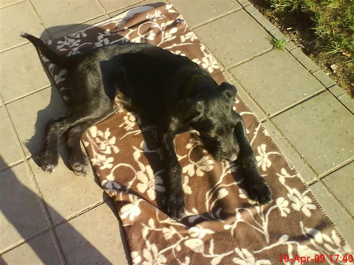 Blanding af racer Mikkel billede 4