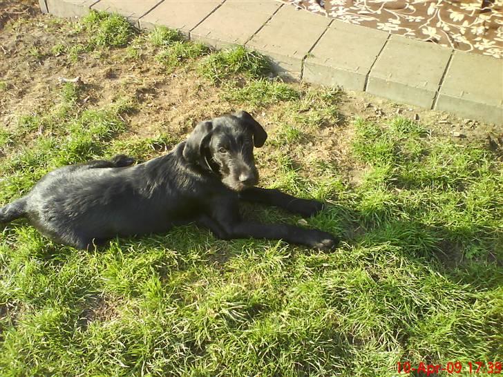 Blanding af racer Mikkel billede 5