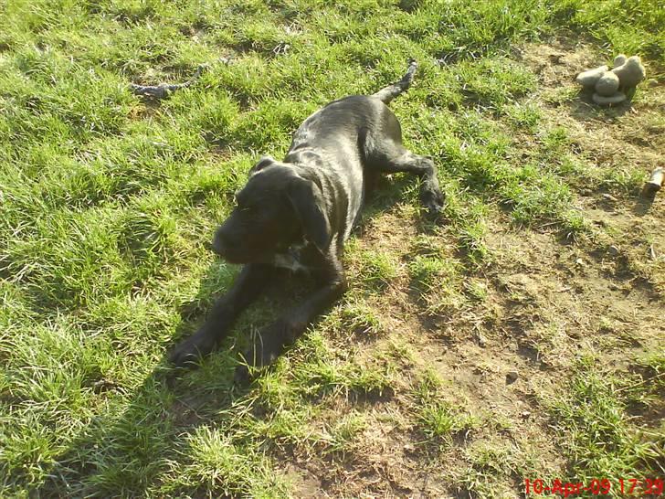 Blanding af racer Mikkel billede 6