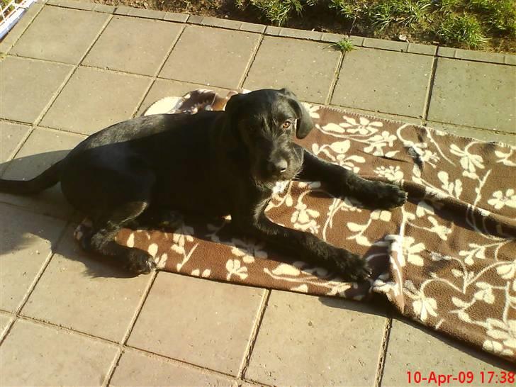 Blanding af racer Mikkel billede 7