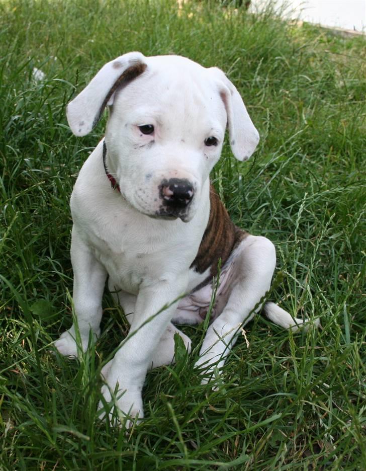 Amerikansk bulldog BAB´s Little queen R.I.P min tøs billede 17