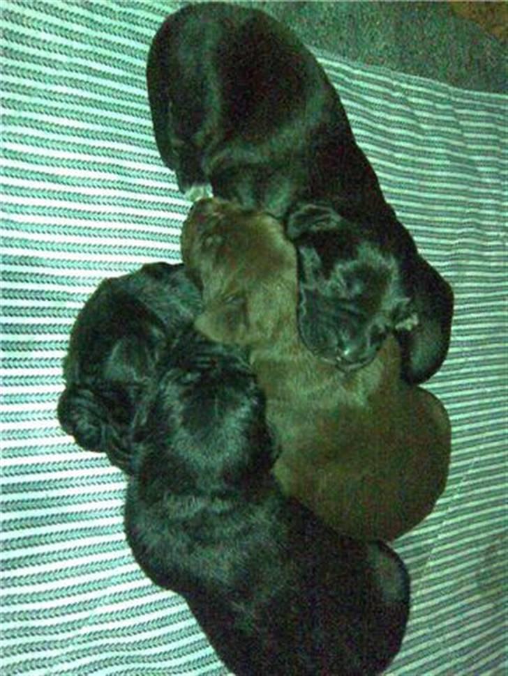 Blanding af racer Mikkel billede 8