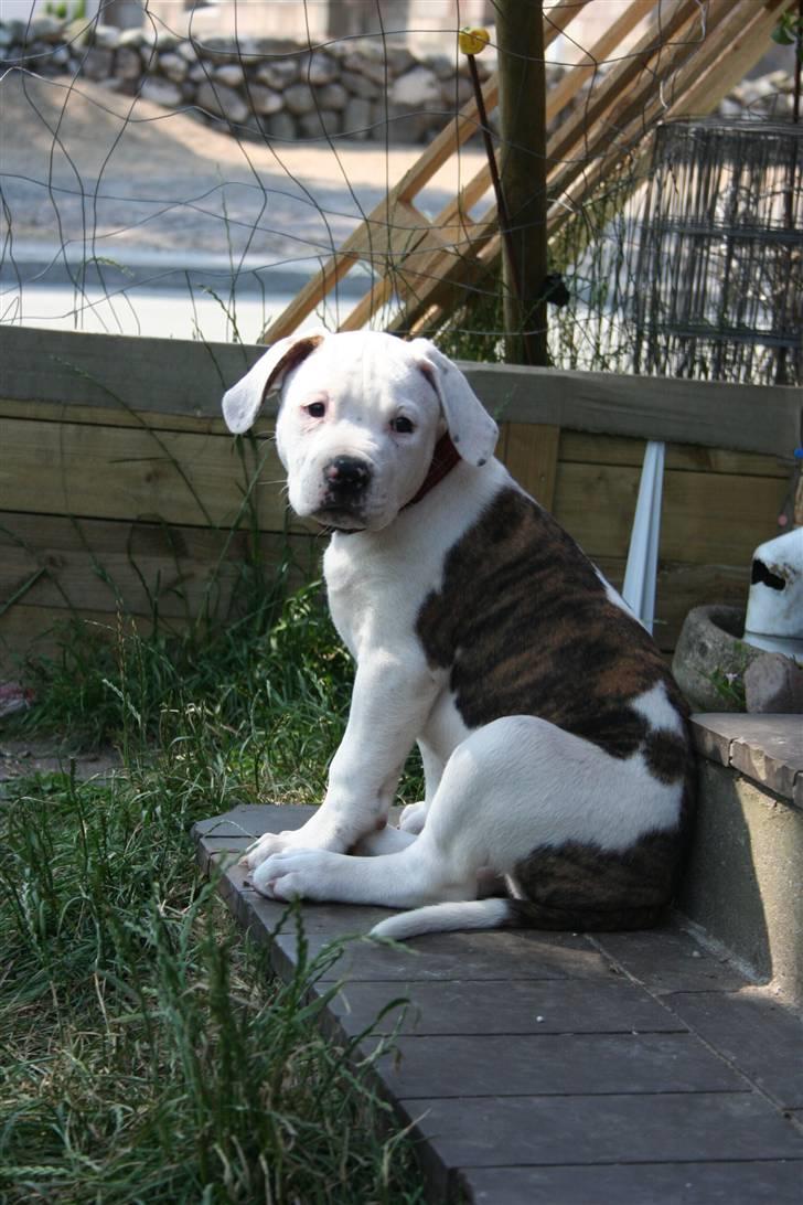 Amerikansk bulldog BAB´s Little queen R.I.P min tøs billede 18