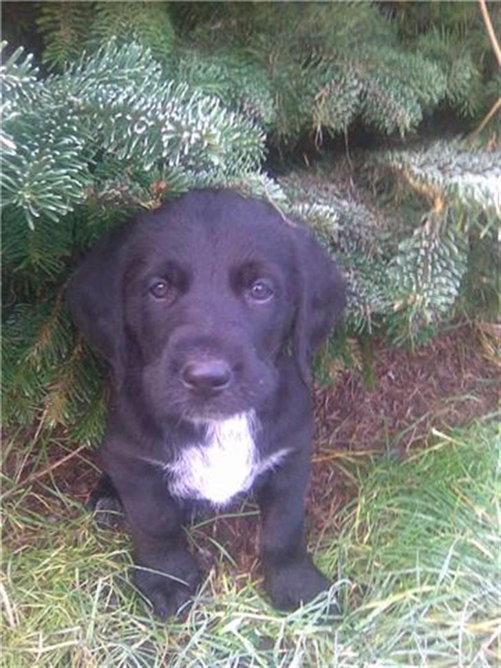 Blanding af racer Mikkel billede 9