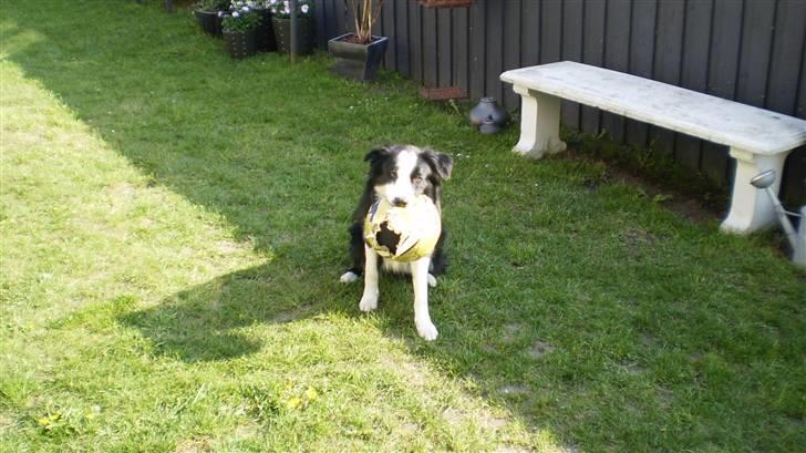 Border collie Indy billede 10