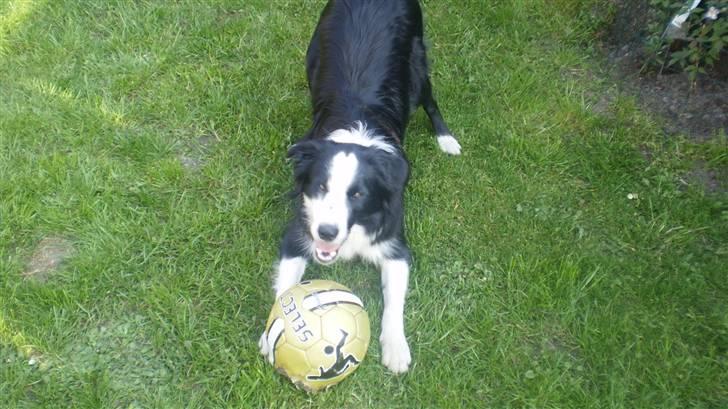 Border collie Indy billede 11
