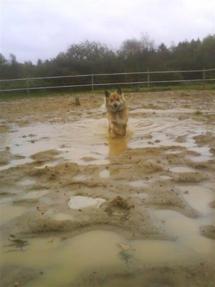 Islandsk fårehund ~*Lady*~ - Lille vand hund billede 14