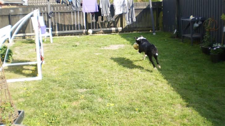 Border collie Indy billede 12