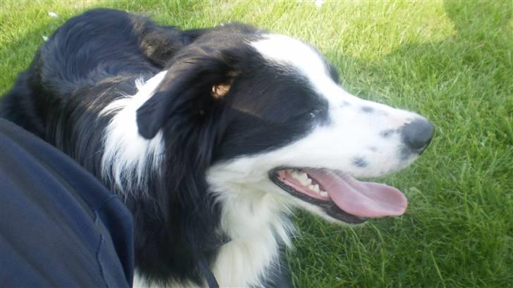 Border collie Indy billede 13