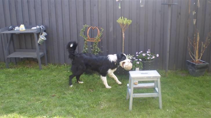 Border collie Indy billede 14