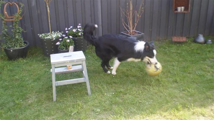 Border collie Indy billede 15