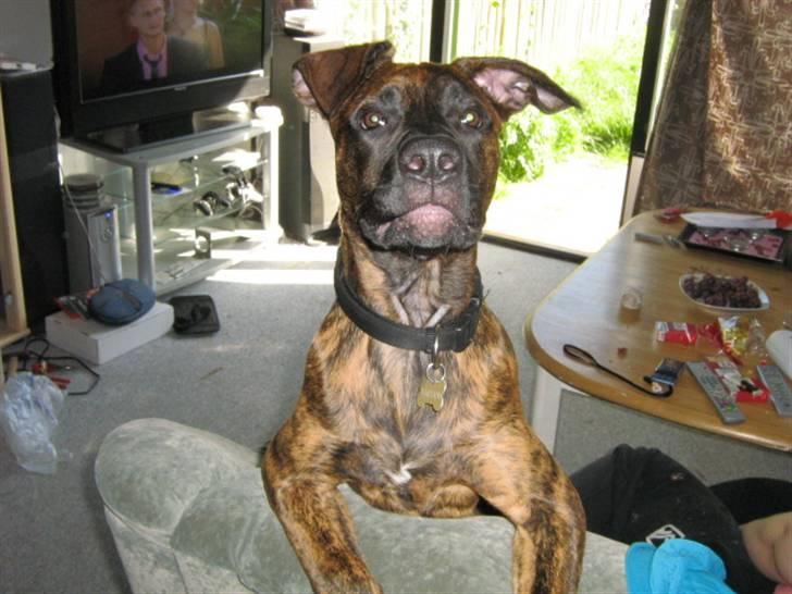 Blanding af racer R.I.P Tarzan billede 9