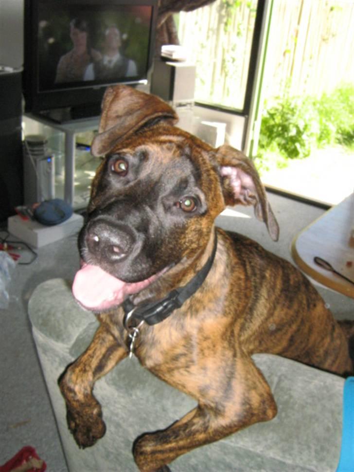 Blanding af racer R.I.P Tarzan billede 10