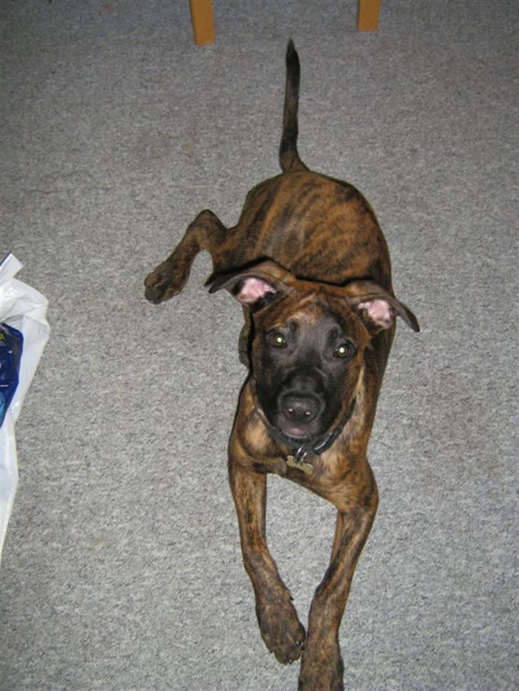 Blanding af racer R.I.P Tarzan billede 11