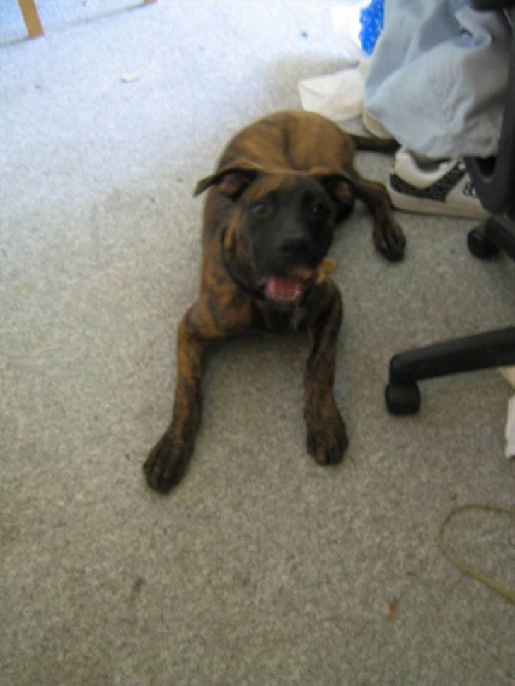 Blanding af racer R.I.P Tarzan billede 12