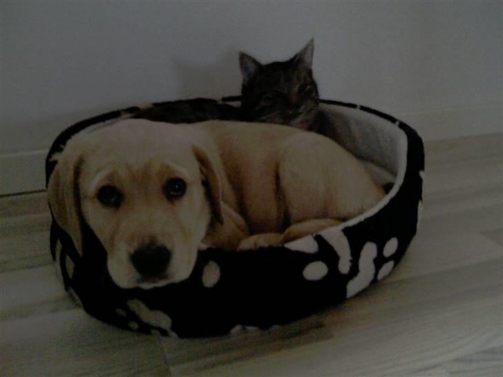 Labrador retriever Berta billede 1