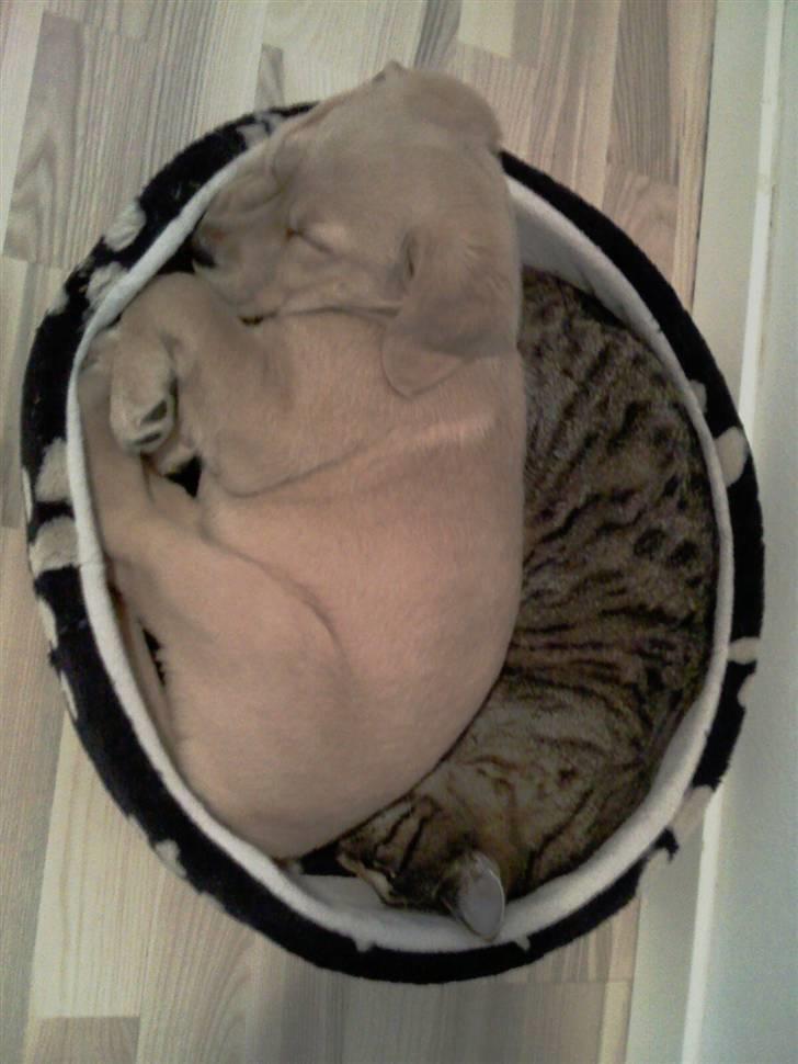 Labrador retriever Berta billede 2