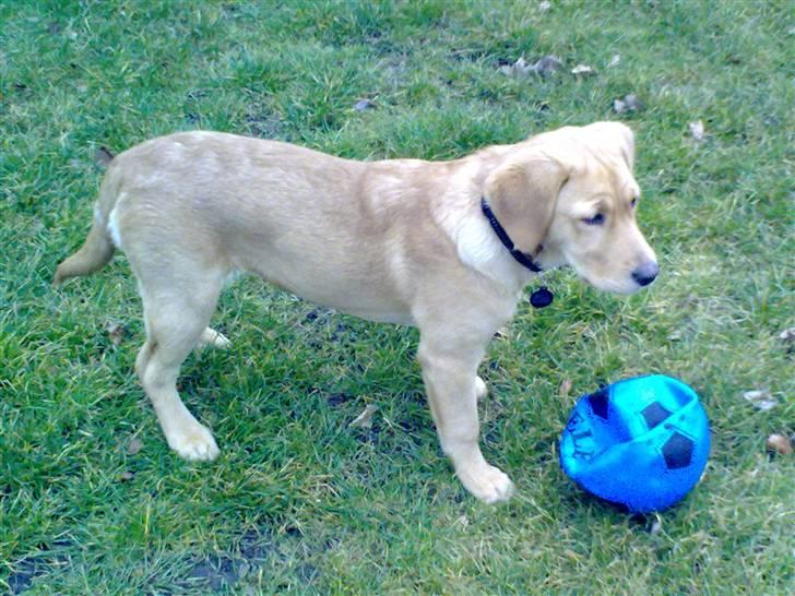 Labrador retriever Berta billede 3