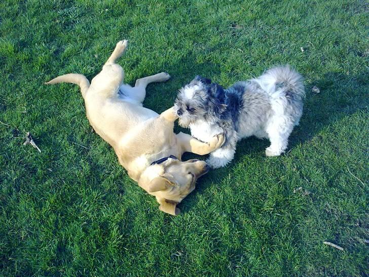 Labrador retriever Berta billede 4