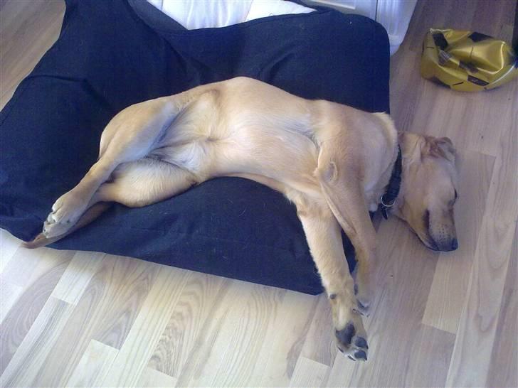 Labrador retriever Berta billede 5