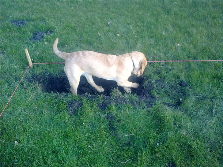 Labrador retriever Berta billede 6