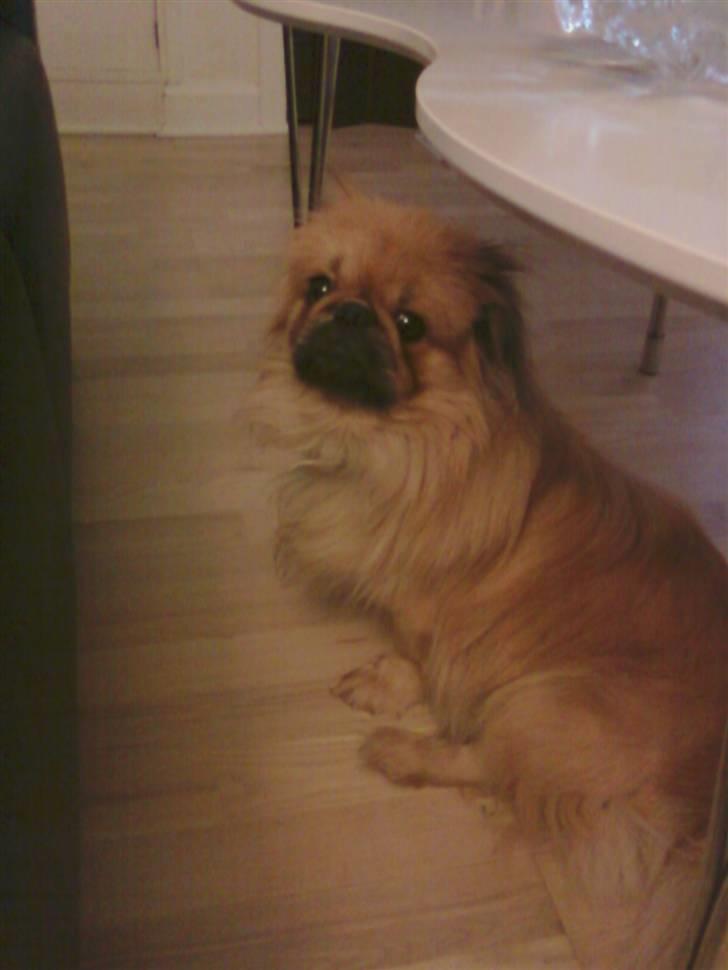 Pekingeser Twister billede 8