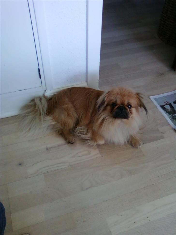 Pekingeser Twister billede 9