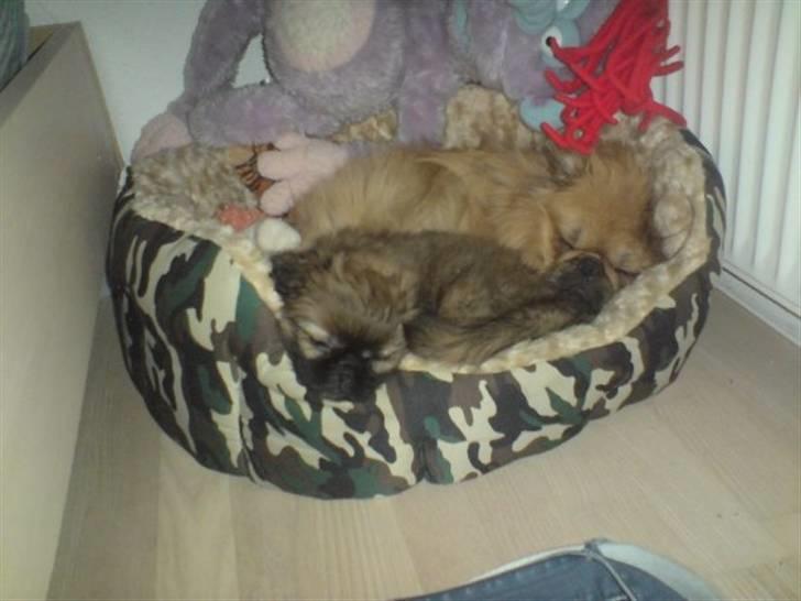 Pekingeser Twister - Twister og Maja putter:) billede 10