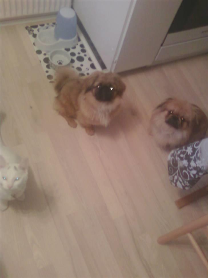 Pekingeser Maja Ling - får vi snart vores mad billede 7
