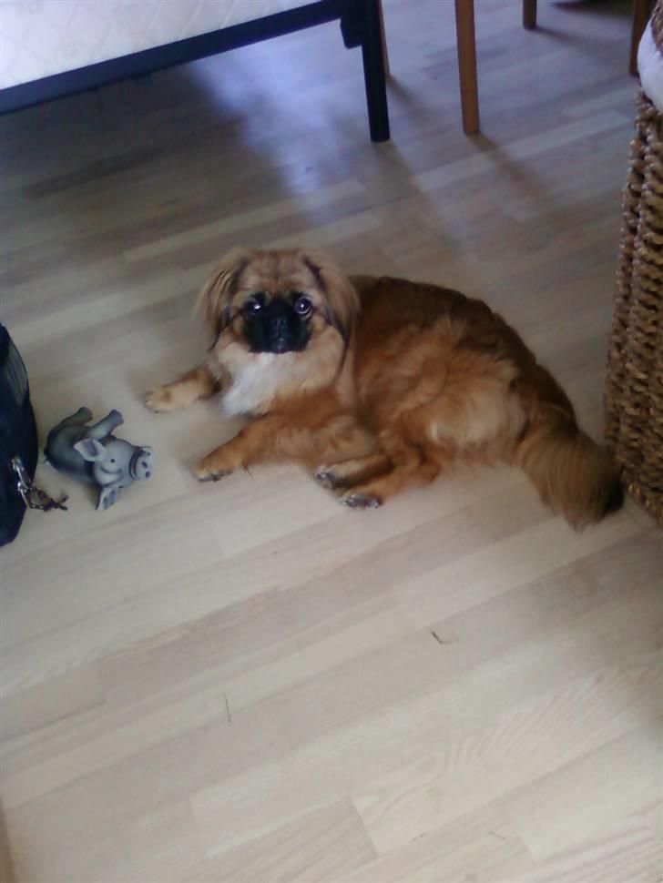 Pekingeser Maja Ling billede 8