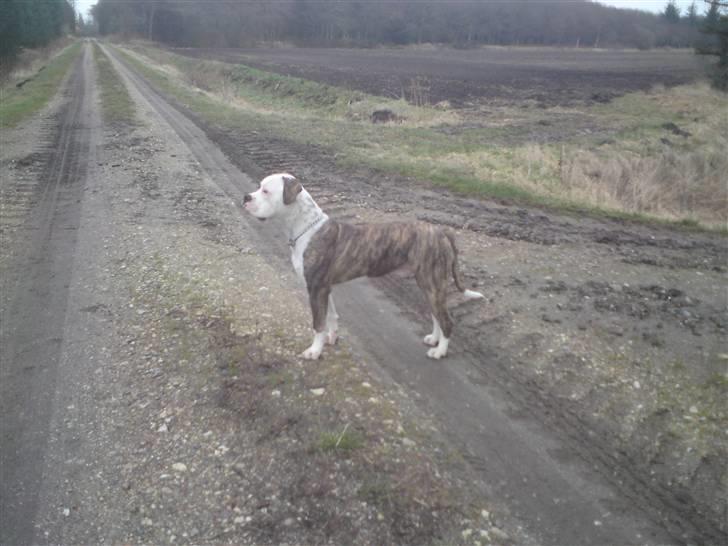 Amerikansk bulldog / Am. Stafford - Diamond - 8 mdr. billede 1
